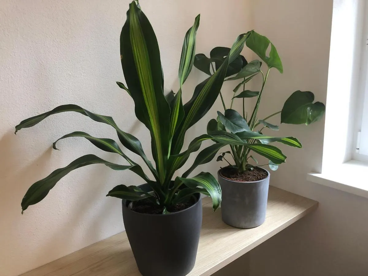 2 Zimmer Apartment Mit Terrasse! Schoenbrunn-Naehe Wien Österreich